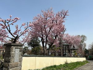 桜2