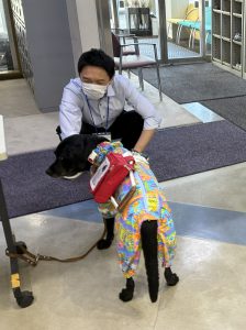 盲導犬
